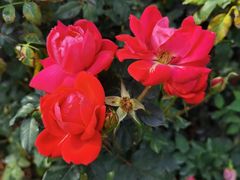 -人民公园(罗湖区)