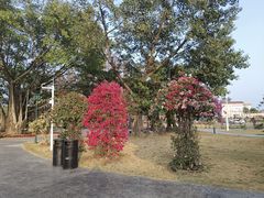 -赤坎·广东华侨国际旅游度假区