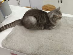 -喵园·猫主题咖啡厅·撸猫·猫咖(国贸店)