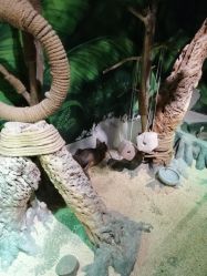 -未来动物城主题公园(正弘城店)