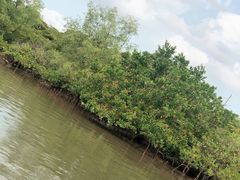 -东寨港红树林旅游区