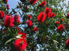 -桤木河湿地公园