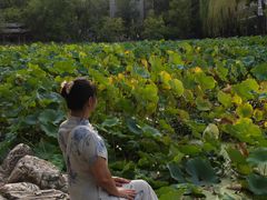 -莲湖公园