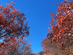 -北京西山国家森林公园