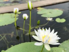 -中国科学院华南植物园