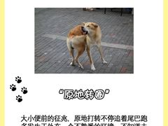 -翊宠yipet猫狗购宠庄园犬舍•猫舍