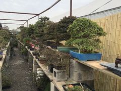 -龙大花卉苗木市场