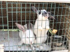-大连铭湖国际观光牧场