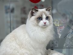 -爱洗澡的猫(天河路店)