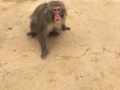 -岚山猴子公园