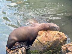 -西霞口神雕山野生动物世界