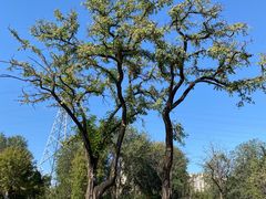 -永定河休闲森林公园