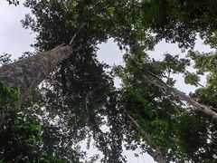 -西双版纳原始森林公园