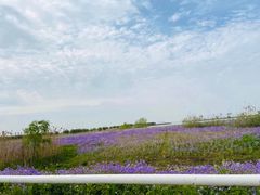 -合肥滨湖国家森林公园