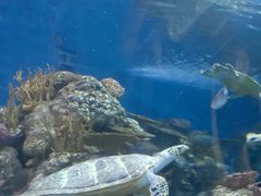 -上海海洋水族馆