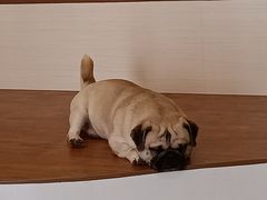 -喜柴咖啡·柴犬狗咖