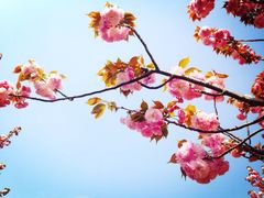 高东镇樱花园-高东镇樱花园