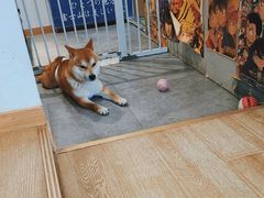 -南京Hallo宠物乐园·哈罗犬舍·柴犬繁育基地