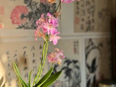 -青石桥花鸟鱼虫市场(叠翠城店)