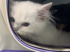 -纳吉亚猫专科动物医院(康都外科中心)