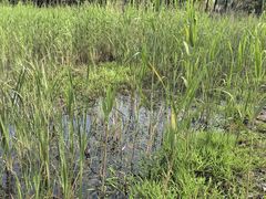 -贡湖湾湿地公园