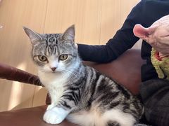 -MOCHA明星猫咖(田子坊店)