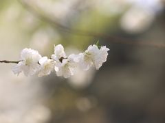 -国家植物园