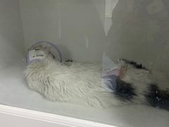 -太原东方动物医院(小店分院)