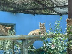 -青藏高原野生动物园