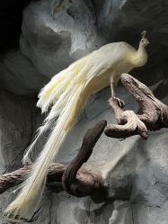 -Zoolung Zoolung动物主题公园(海信广场店)