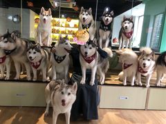 -Husky Go! 哈士奇体验馆·宠物咖啡厅狗咖