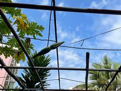 -广州神农草堂中医药博物馆