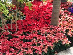 -北京植物园-展览温室