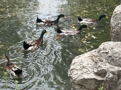 -莲花池公园