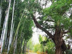 -苏家围·东江画廊旅游景区