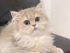 -猫十亿·布偶金渐层·曼基康矮脚猫舍(青年路店)