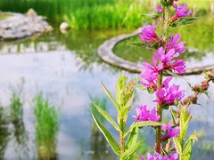 -莲花池公园