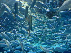 -上海海洋水族馆