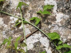 -青峰峡国家森林公园