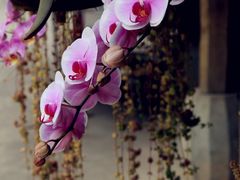 -西双版纳傣族园