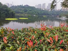 -重庆彩云湖湿地公园