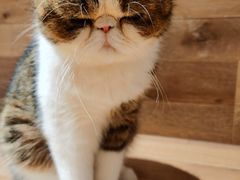 -瞄一喵猫咖(格力海岸店)