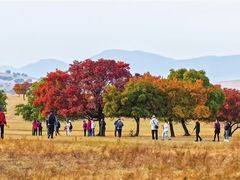 -五角枫生态旅游景区