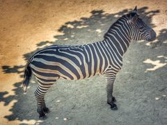 -西霞口神雕山野生动物世界