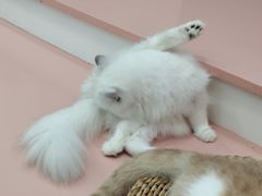 -1013 PET SHOP 宠物商店(近铁城市广场店)