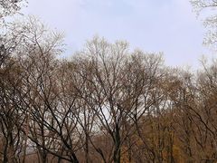 -南京老山国家森林公园