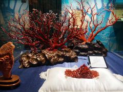 -绮丽珊瑚博物馆(台东店)