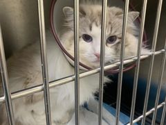 -安安宠医·安宠宠物医院