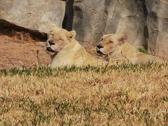 -北京野生动物园