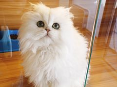 -猫十亿·布偶金渐层·曼基康矮脚猫舍(青年路店)